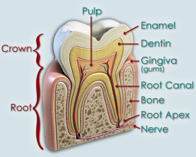 Root Canal, tooth pain, Swelling, endodontist, swollen tooth, Dentist, Old Hook Dental, Dr. Philip Aurbach